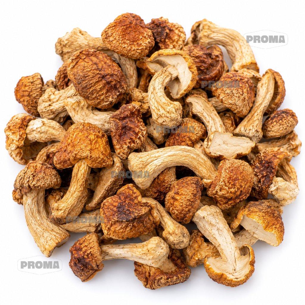 Dried Brazil mushroom Agaricus blazei Ji Song Rong, wholesale supplier Malaysia