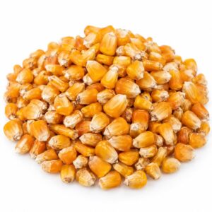 Dried golden corn kernels supplied by PROMA Malaysia