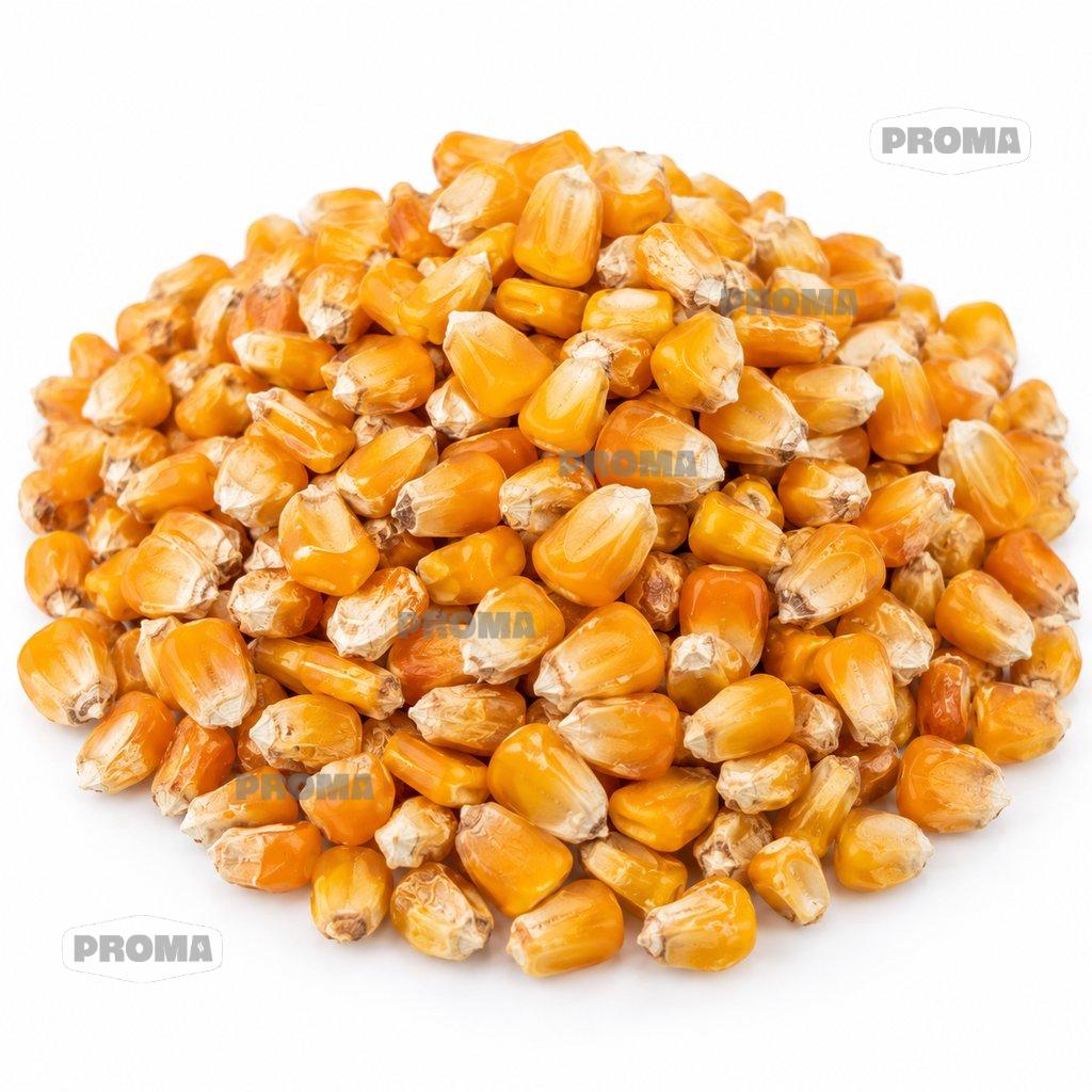 Dried golden corn kernels supplied by PROMA Malaysia